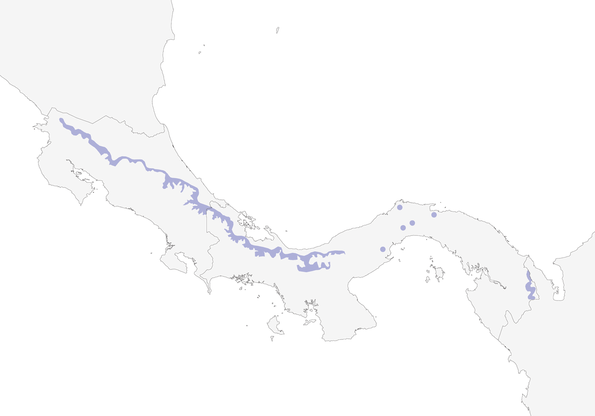 Quaglia-tortora dorso-violaceo, Distribuzione 1