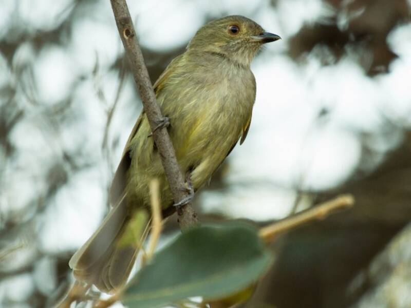Pale-bellied Tyrant-Manakin, Photos 2