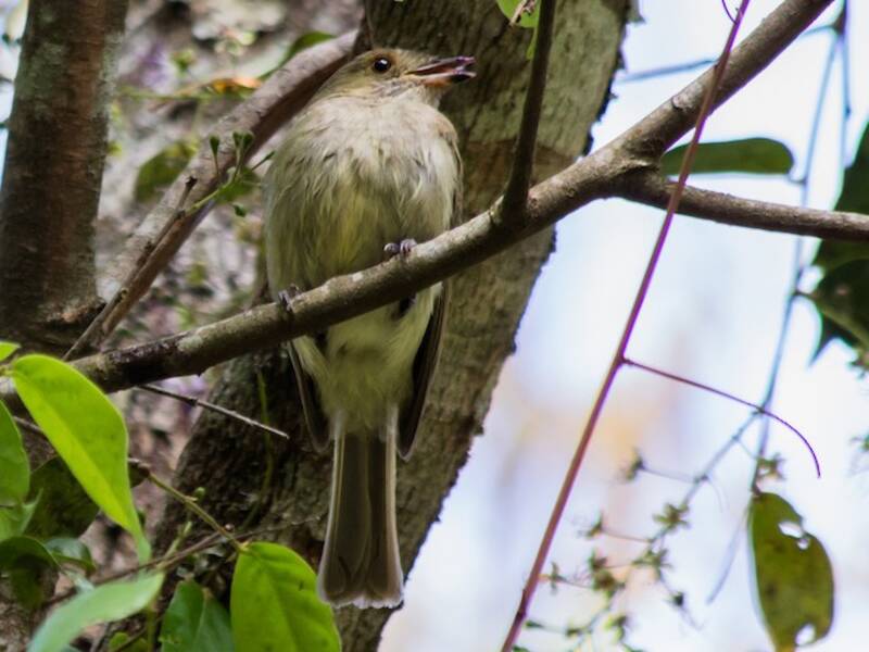 Pale-bellied Tyrant-Manakin, Photos 4