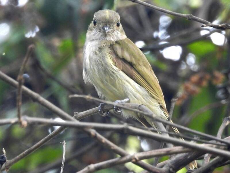 Pale-bellied Tyrant-Manakin, Photos 3