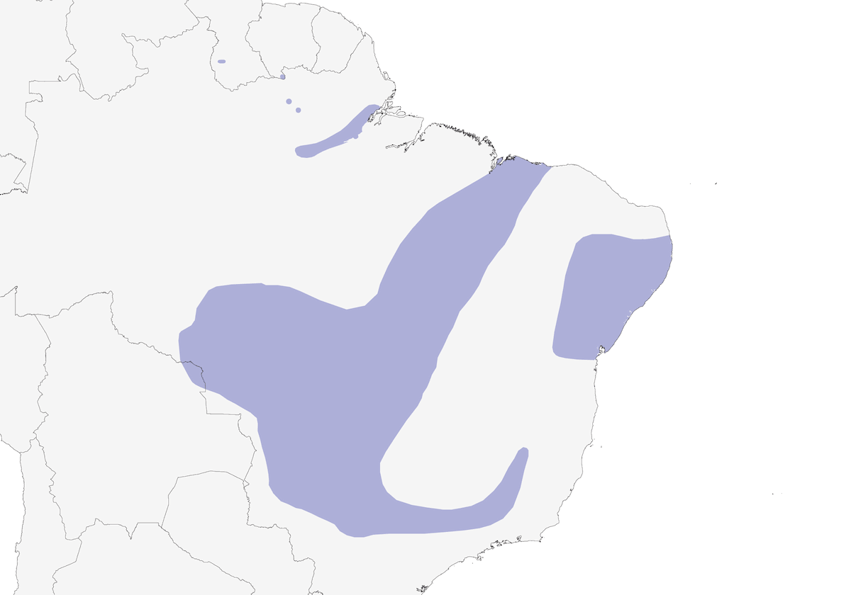 Pale-bellied Tyrant-Manakin, Distribution 1