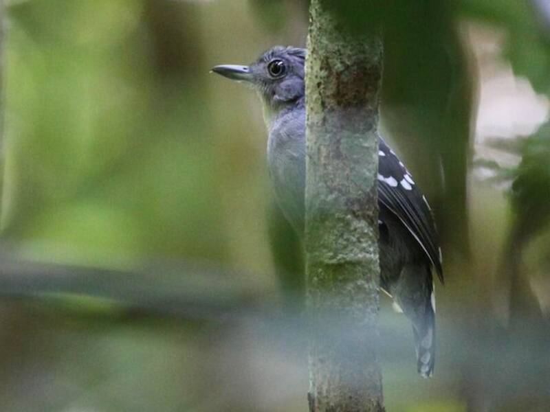 Pearly Antshrike