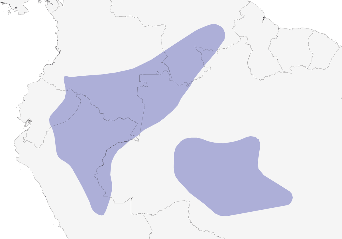 Batara perlato, Distribuzione 1
