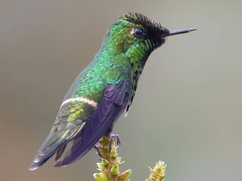Coqueta Pavonina, Fotos 2