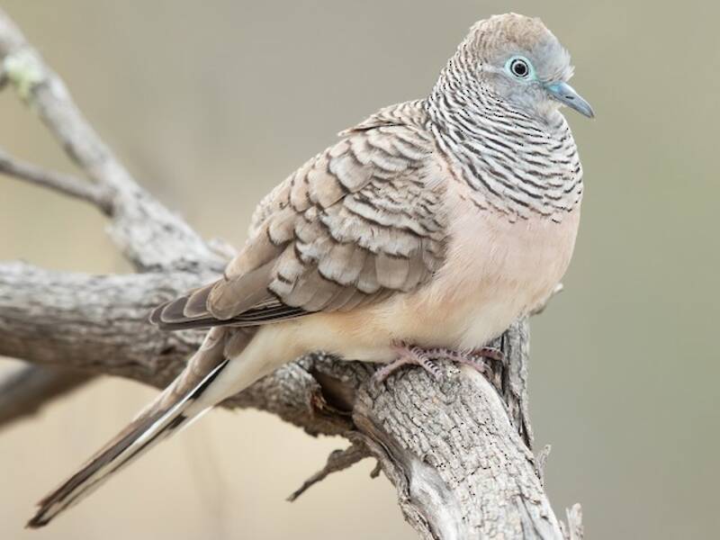 Peaceful Dove, Photos 3