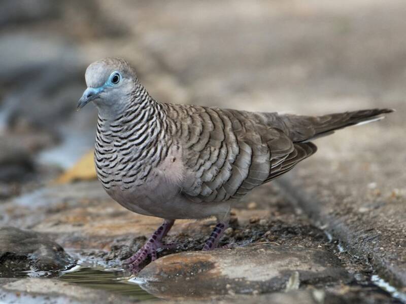 Peaceful Dove, Photos 2