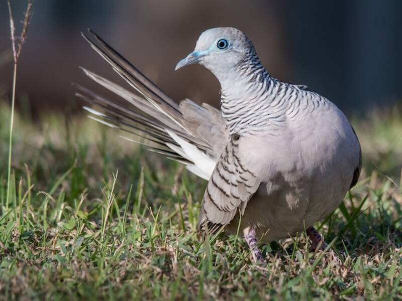 Peaceful Dove, Photos 1