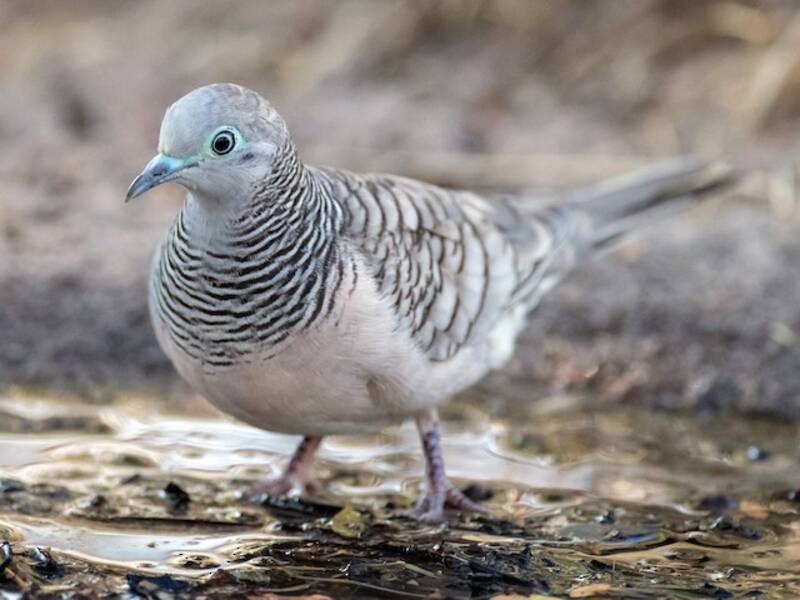 Peaceful Dove, Photos 4