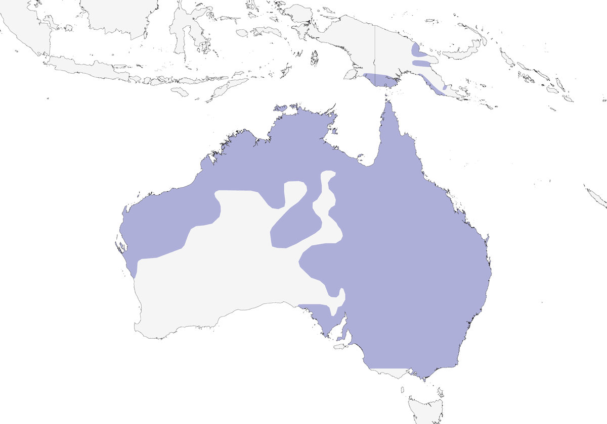 Peaceful Dove, Distribution 1