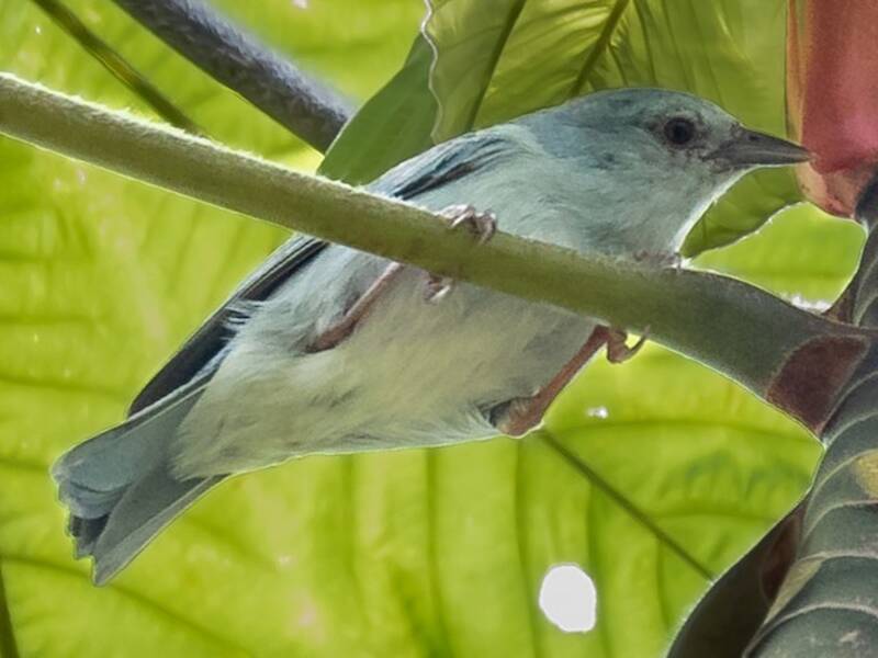 Pearly-breasted Conebill, 照片 3
