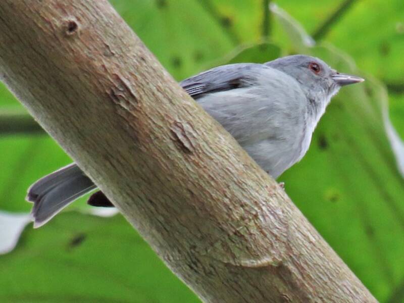 Pearly-breasted Conebill, 照片 2