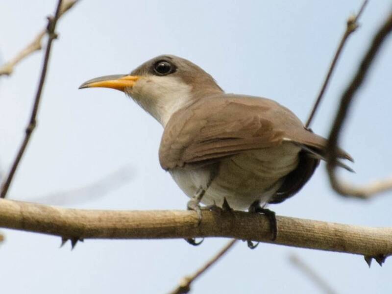 Pearly-breasted Cuckoo, Photos 4