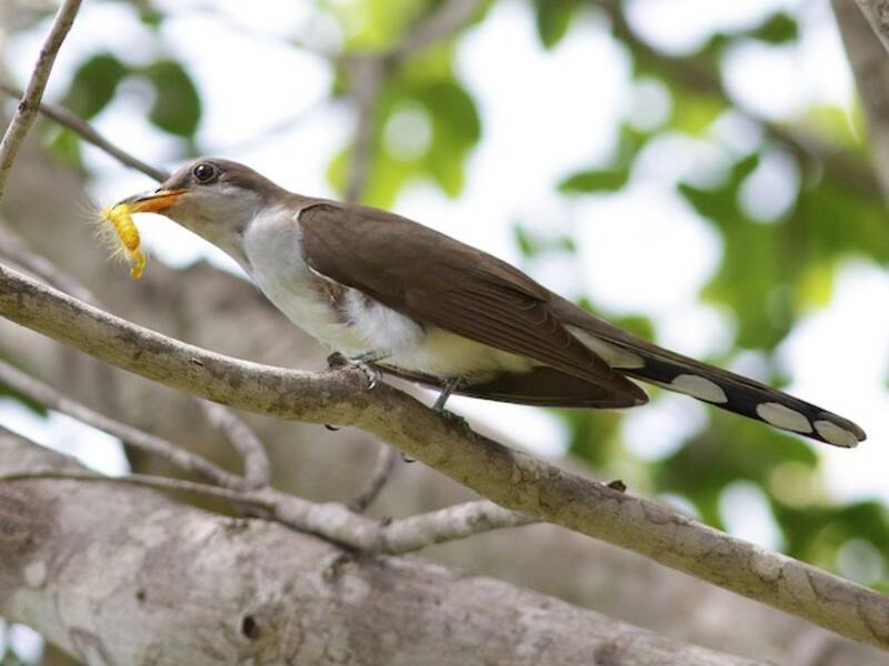 Pearly-breasted Cuckoo, Photos 3