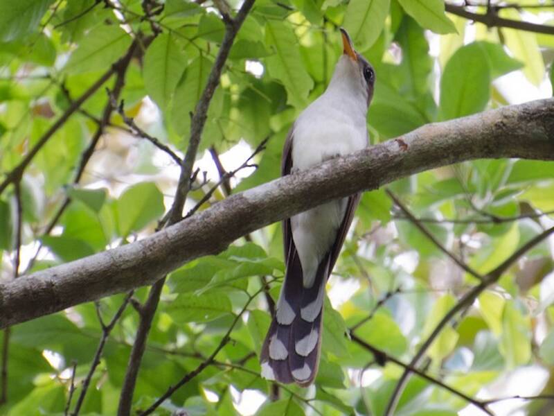 Pearly-breasted Cuckoo, Photos 2