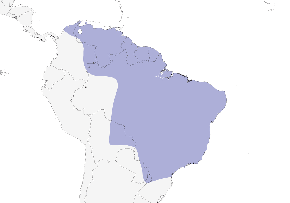 Pearly-breasted Cuckoo, Distribution 1