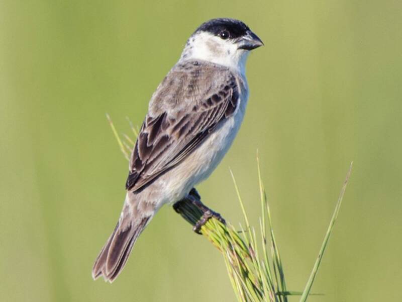Pearly-bellied Seedeater