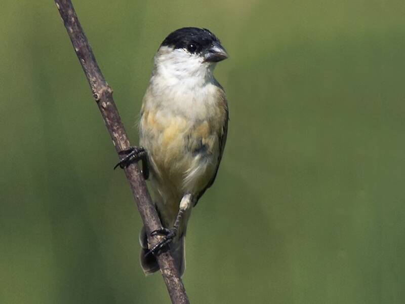 Pearly-bellied Seedeater, Photos 4