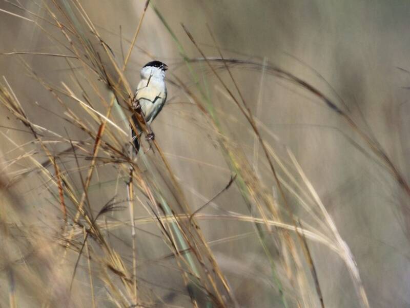 Pearly-bellied Seedeater, Photos 3