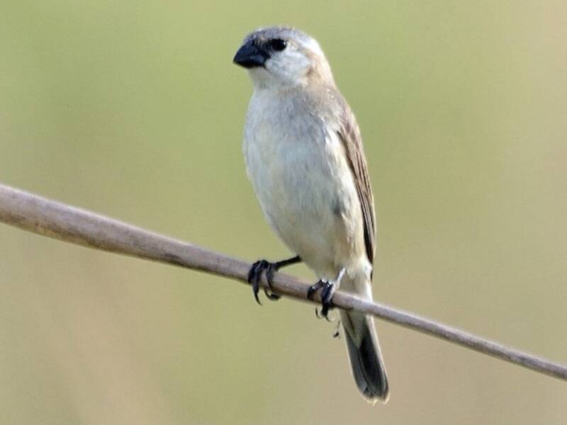 Pearly-bellied Seedeater, Photos 2