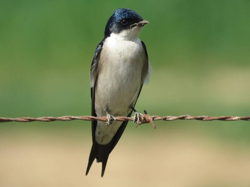Golondrina pechiblanca, Fotos 3
