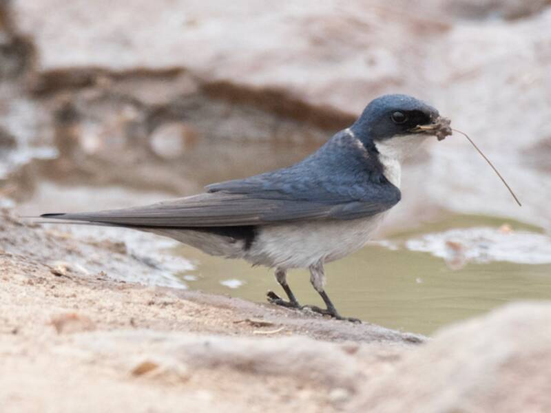 Golondrina pechiblanca, Fotos 4