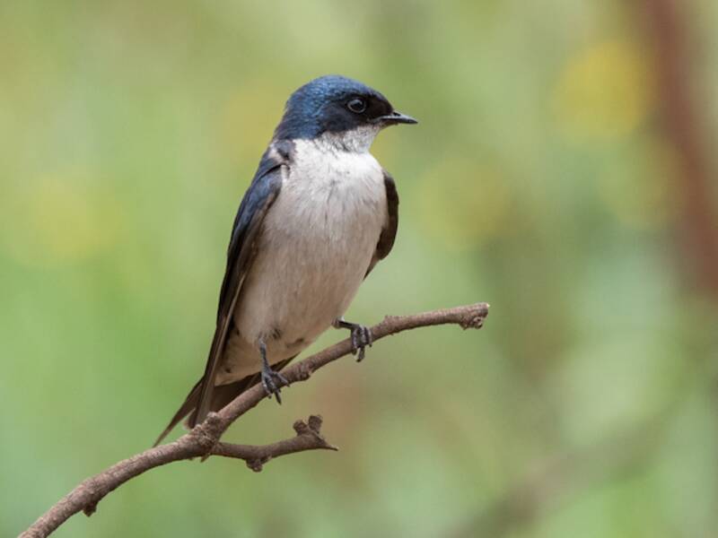 Golondrina pechiblanca