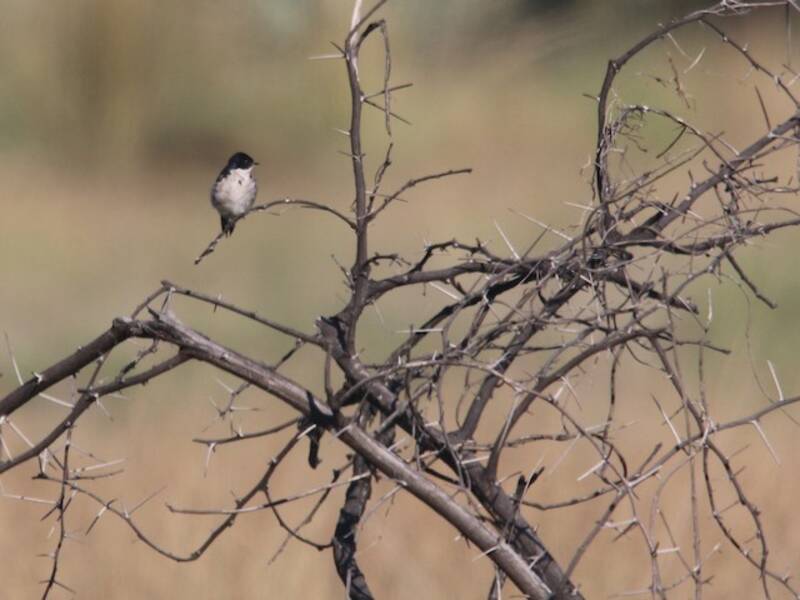 Golondrina pechiblanca, Fotos 2