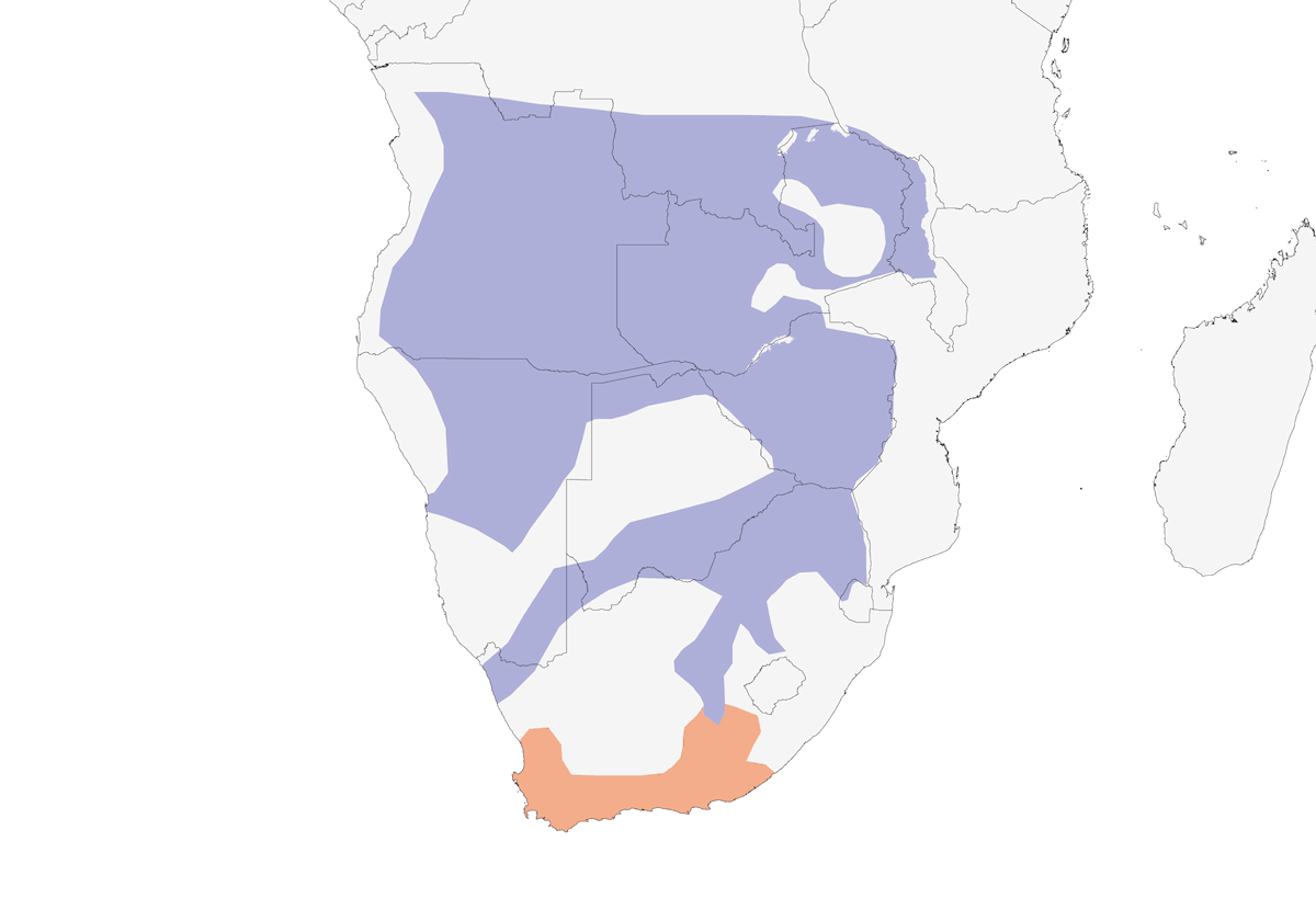 Golondrina pechiblanca, Distribución 1