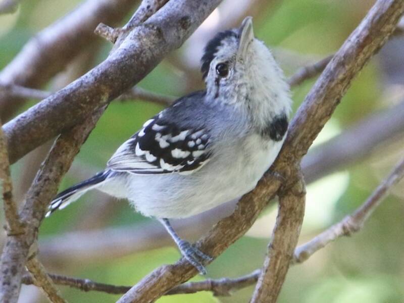 Pectoral Antwren