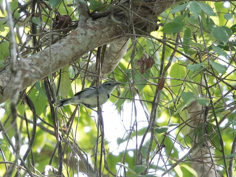 Brustfleck-Ameisenwren, Fotos 3