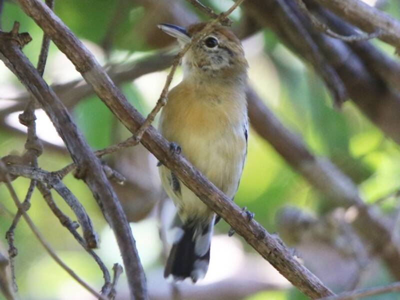 Brustfleck-Ameisenwren, Fotos 2