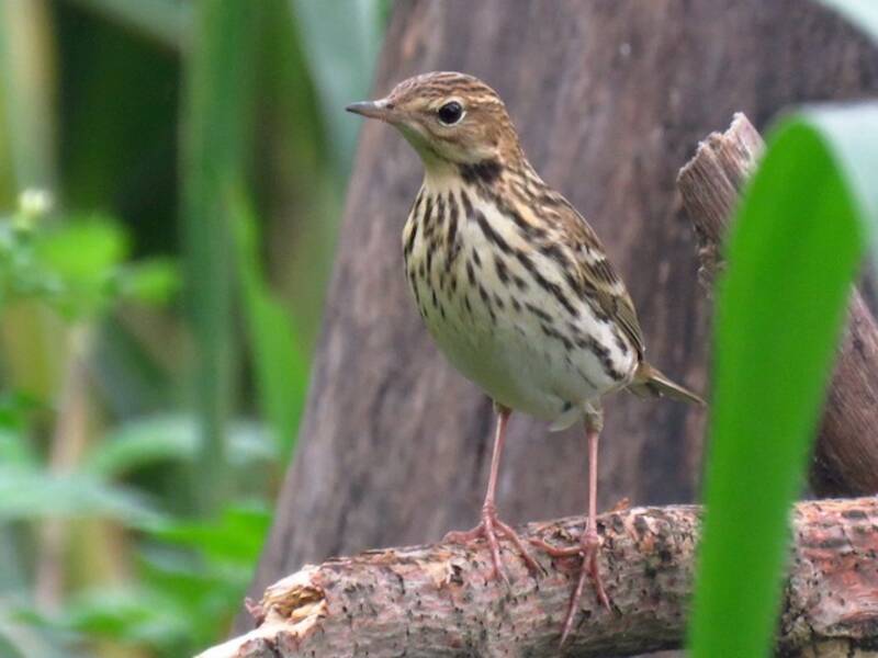 Pechora Pipit