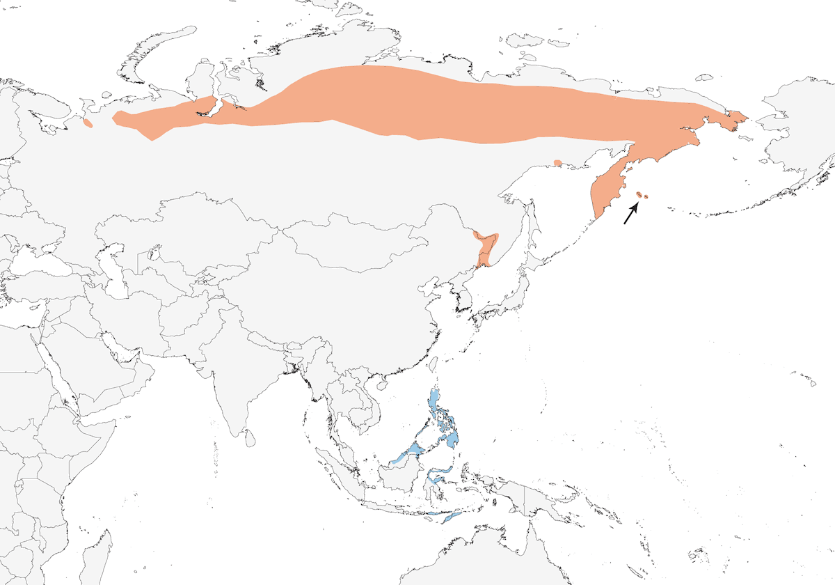 Pispola di Pechora, Distribuzione 1