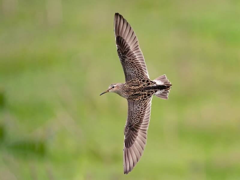 Pectoral Sandpiper, Photos 4