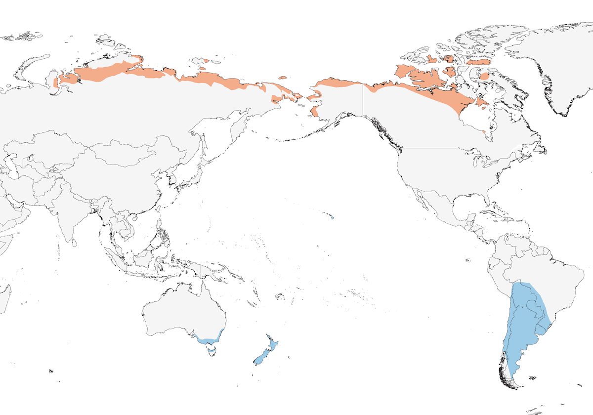 Pectoral Sandpiper, Distribution 1