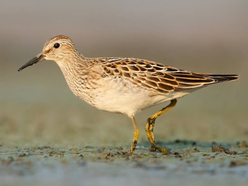 Pectoral Sandpiper, Photos 3