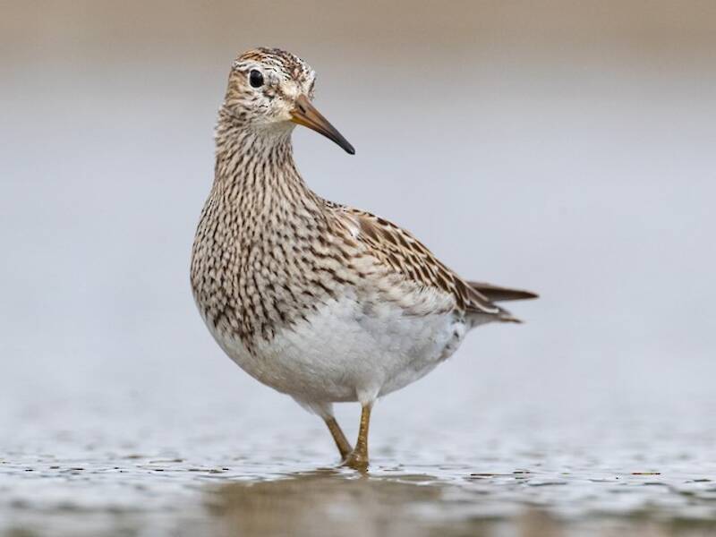 Pectoral Sandpiper, Photos 2