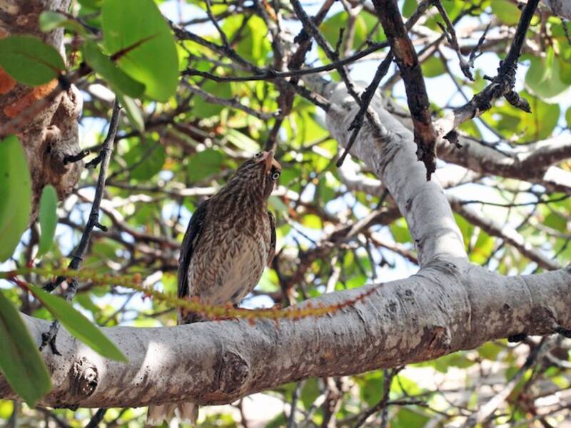 Pearly-eyed Thrasher