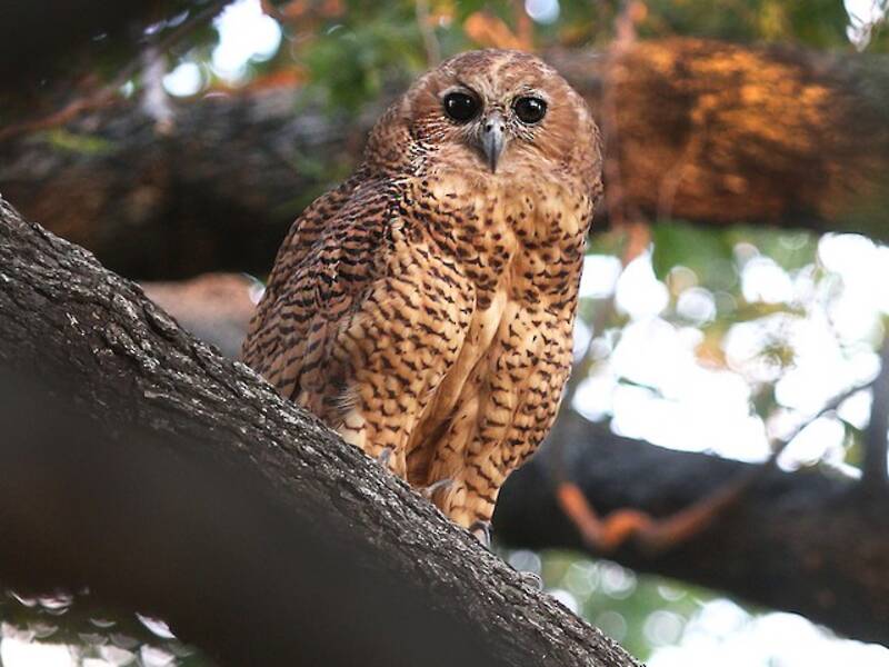 Pel's Fishing-Owl, 照片 4