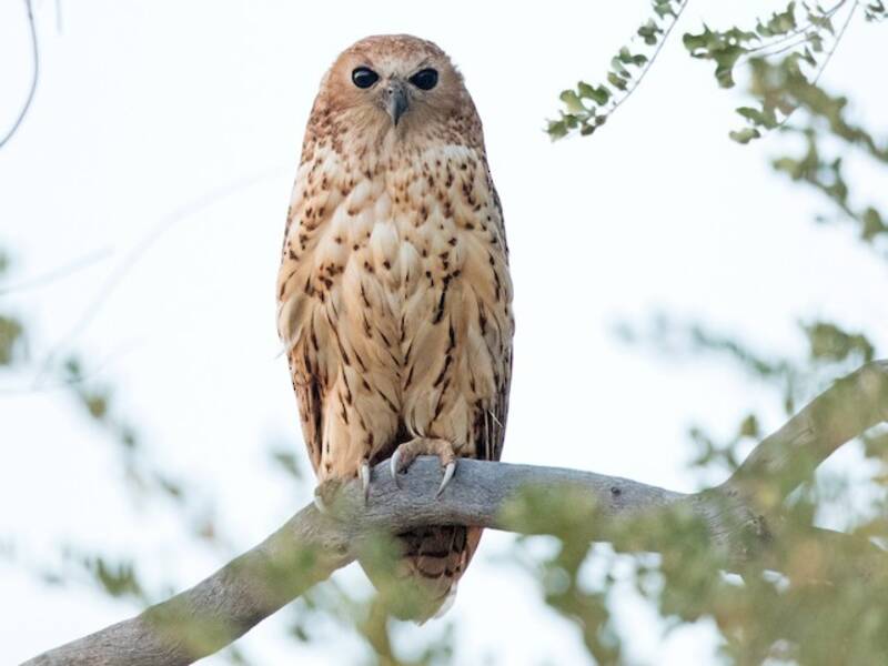 Pel's Fishing-Owl, 照片 2