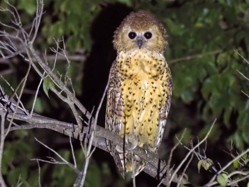 Pel's Fishing-Owl, 照片 3