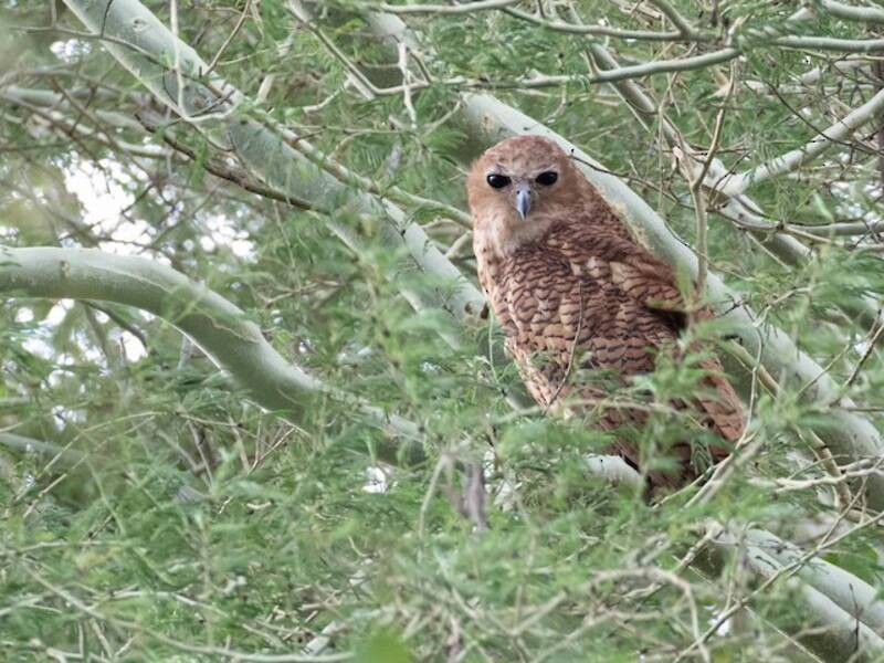 Pel's Fishing-Owl