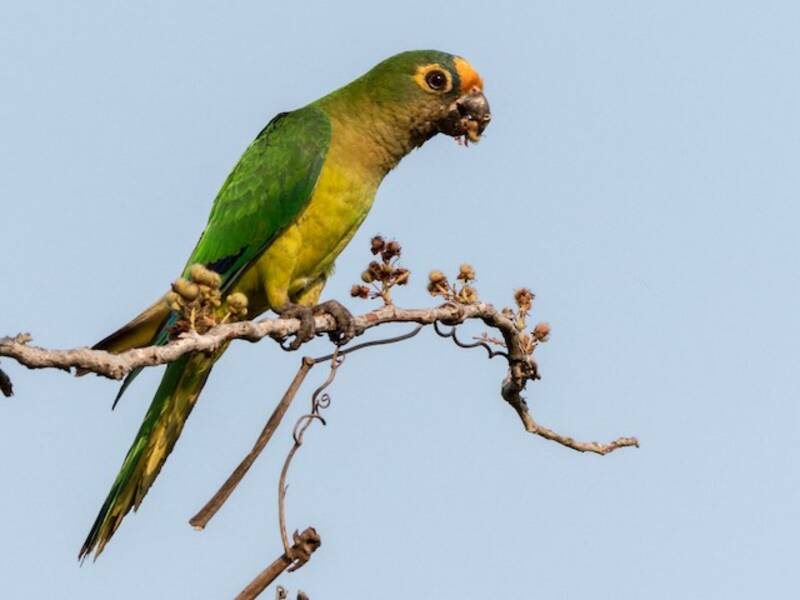 Parrocchetto frontepesca