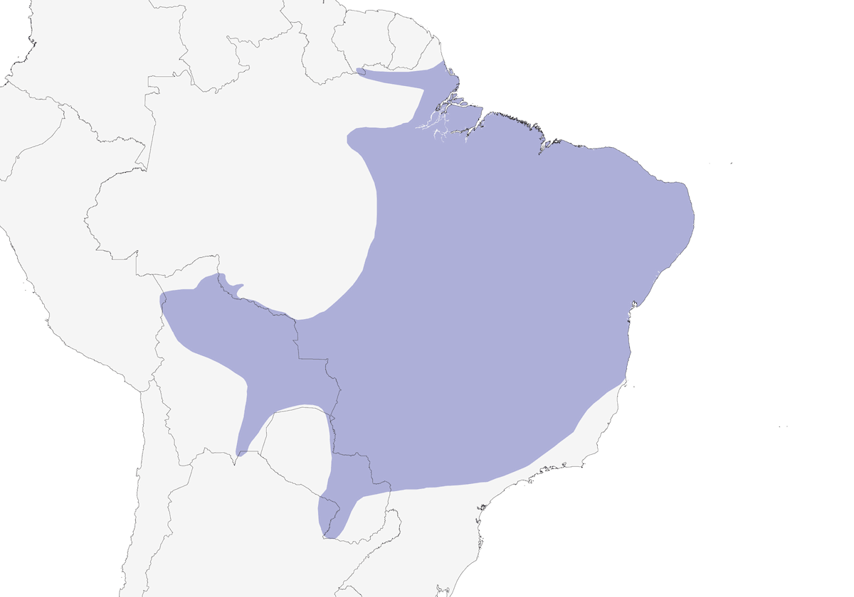 Perico frentidurazno, Distribución 1