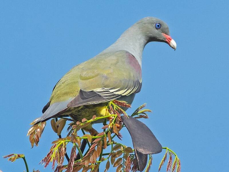 Pemba Green-Pigeon