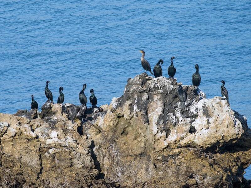 Pelagischer Kormoran, Fotos 3