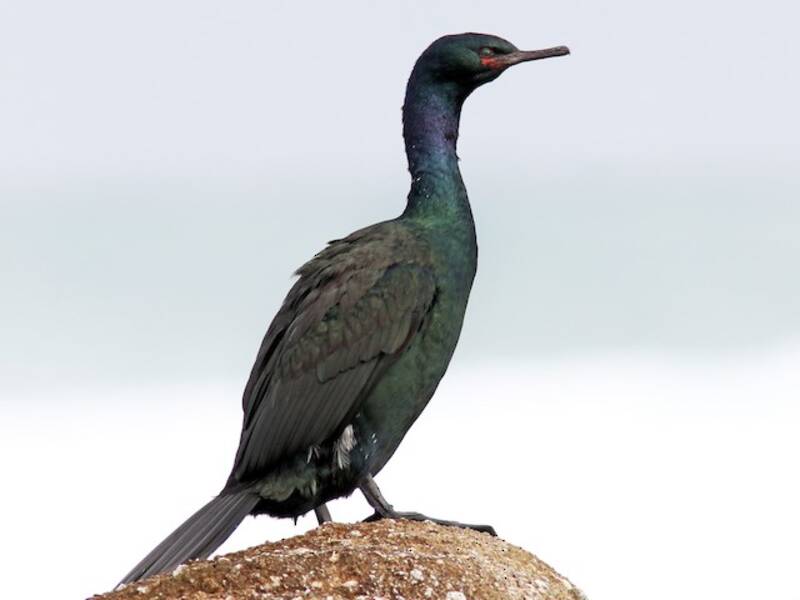 Pelagischer Kormoran, Fotos 4