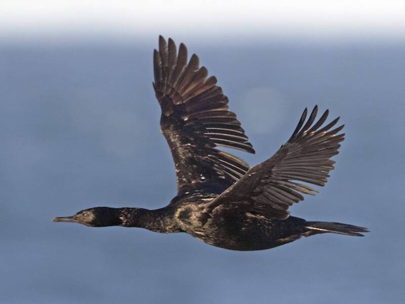 Pelagischer Kormoran, Fotos 2