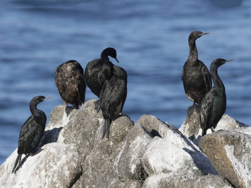 Pelagischer Kormoran