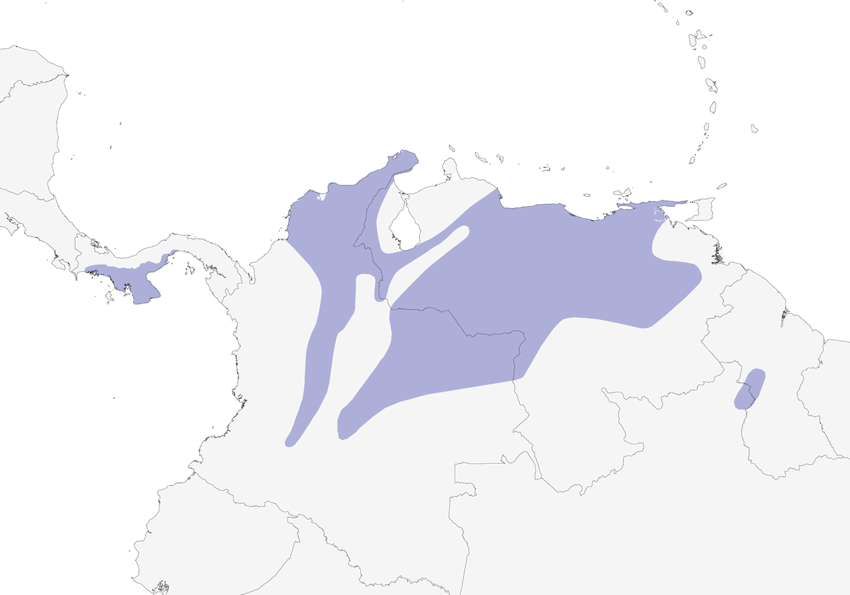 Tirano pigmeo occhi chiari, Distribuzione 1